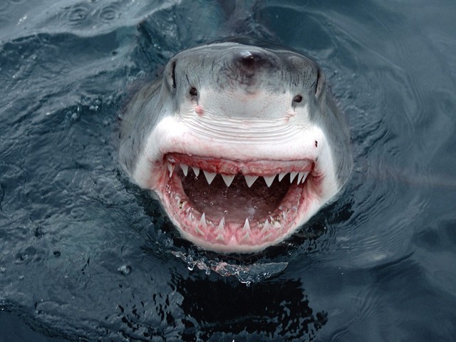 Vây lưng cá mập trắng có thể cao hơn 1.5 m. Cái đuôi của chúng có gờ đuôi làm cản sức nước giúp con cá phóng đi như tên bắn. Bởi vậy mà chúng được ví như những quả tên lửa hành trình phóng lên từ dưới đáy Đại Dương khi đi săn mồi.